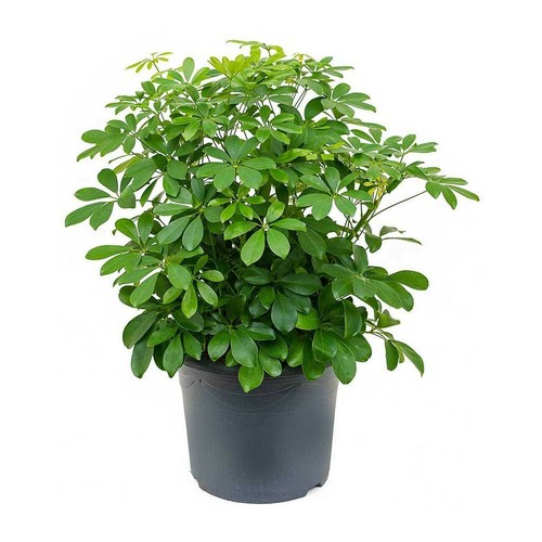 Umbrella plant schefflera - umbrella,