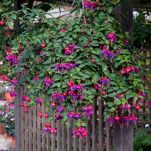 Fuchsia dark eyes - dark, trailing