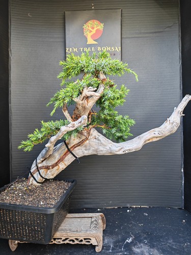 Tanuki needle juniper bonsai - tanuki,