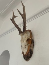 6 points Mounted Antlers  Roe