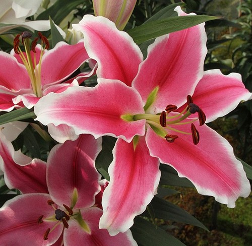 Lilium brancusi oriental - 3,