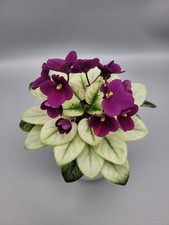 Variegated Rare Miniature