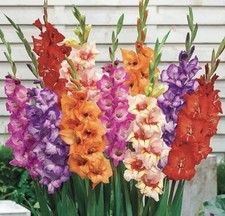 32 x Gladioli Mixed Bulbs -