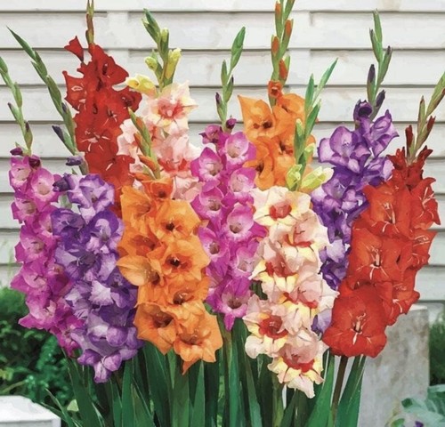 Gladioli mixed bulbs - gladioli,