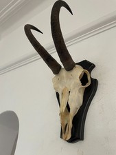 Mountain Goat Horns antlers