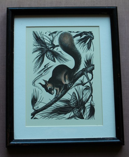 Red squirrel framed - 'red, squirrel'