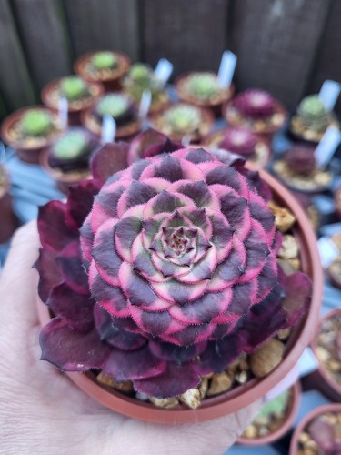 Aeonium fireworks melon taro - melon,
