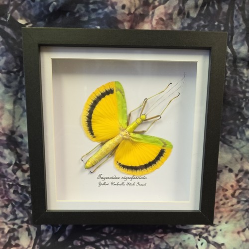 Yellow umbrella stick - yellow, insect