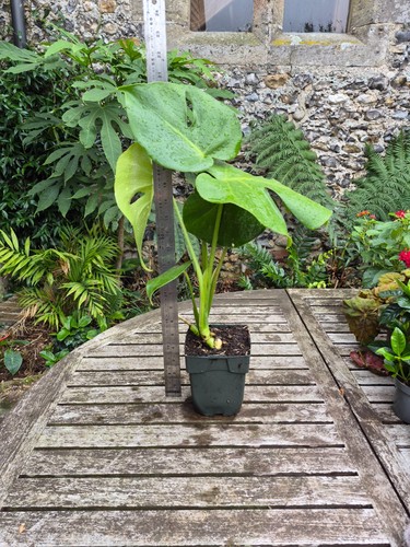 Monstera deliciosa swiss - monstera,