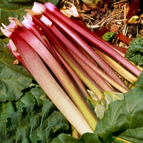 Rhubarb victoria potted - rhubarb,