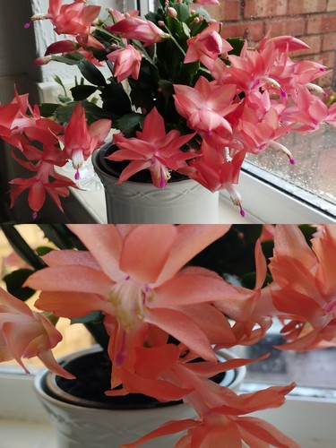Rare thanksgiving cactus - rare,