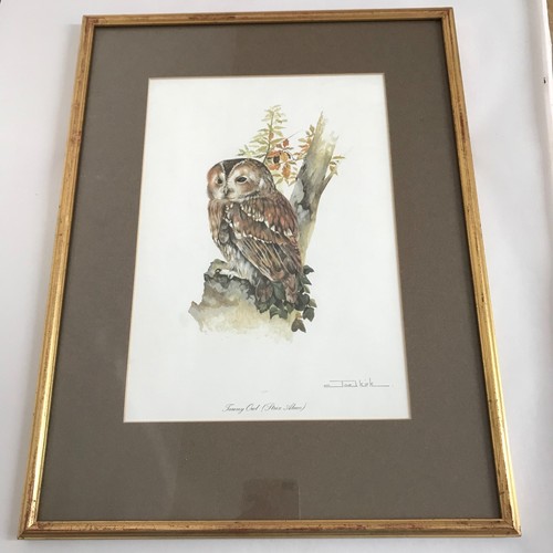 Joel kirk tawny owl - tawny, framed