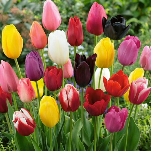 Colored tulip seeds - colored,
