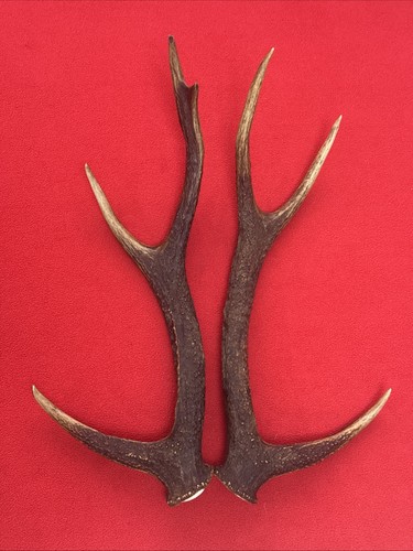 Pair sika deer antlers - sika,
