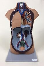 Vintage ESP - England, Medical / Human Torso Anatomical Model, Half Bod, Painted