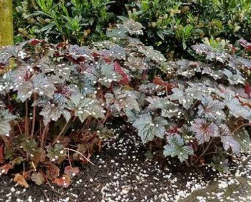Heuchera metallica plug - metallica, x