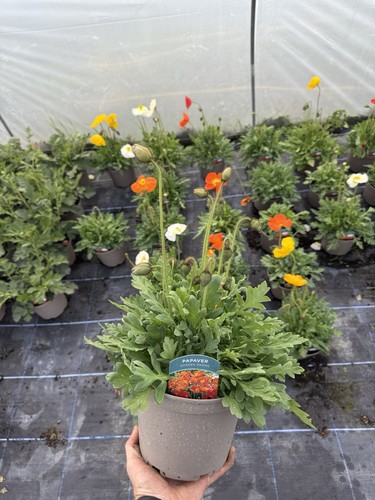 Papaver garden gnome - garden, hardy