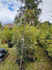 Queen Elizabeth Pink Floweing Climbing Rose Approx 5-6ft Tall 5L