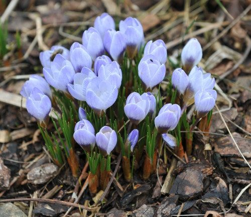 10x crocus chrysanthus blue - crocus,