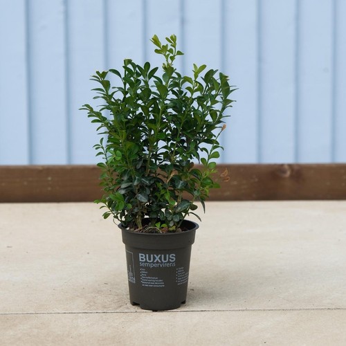 Buxus sempervirens hedging - sempervirens,