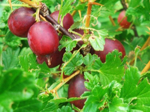 Ribes uva crispa - rokula,, red