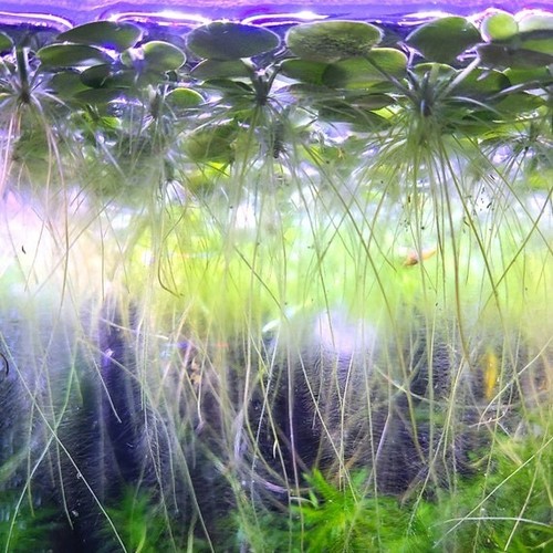 Amazon frogbit removes - 5,