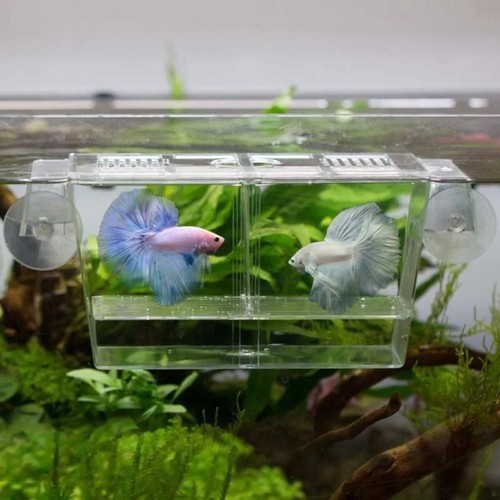 Aquarium fish breeding box - fish,