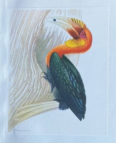Bird print blyth hornbill - print:,