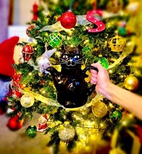 Cat Teapot Or Coffee Pot