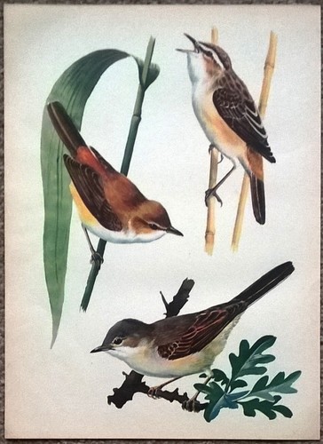 Warblers whitethroat - warblers, &