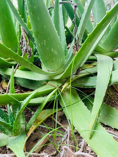 Large inch aloe vera - large, 14