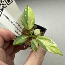 Philodendron Gloriosum