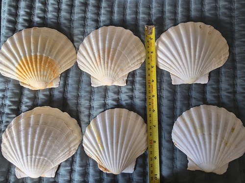 Scallop clam shells - x,