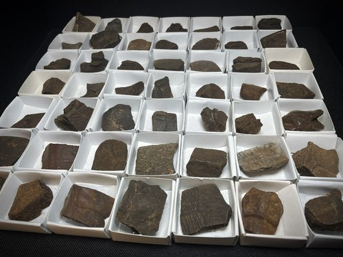 Fossilised turtle shell - fossilised,