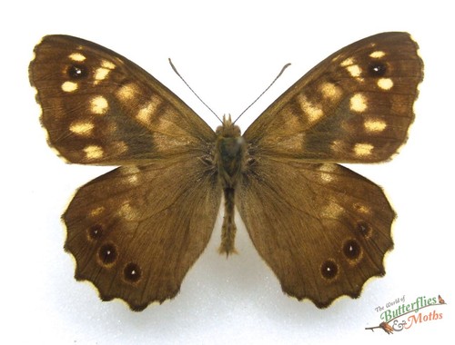 Speckled wood butterfly - speckled,