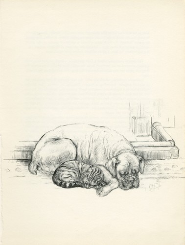 Boxer and kitten vintage - kitten,