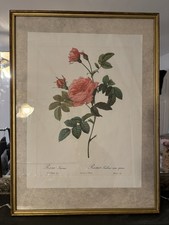 Redoute Rose Botanical Rosa