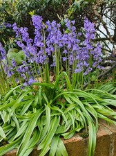 Blue Bell Perennial Flower 50