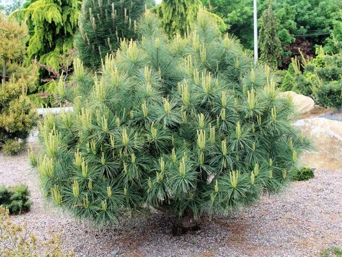 Conifer pinus strobus blue - strobus,