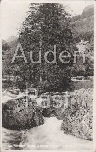Rppc fir tree island - tree,