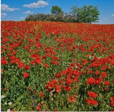 Corn Field Red Poppy - 20 000 SEEDS - Papaver Rhoeas - FLANDERS - meadow flower