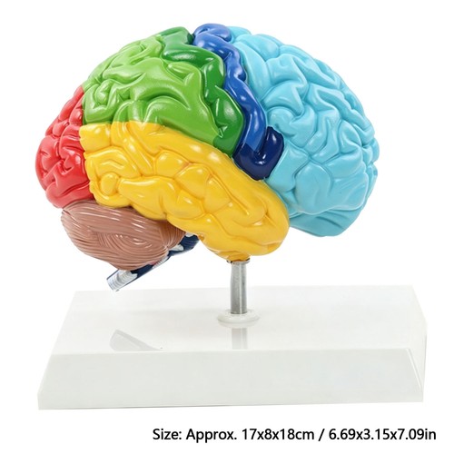 Human brain model - brain,