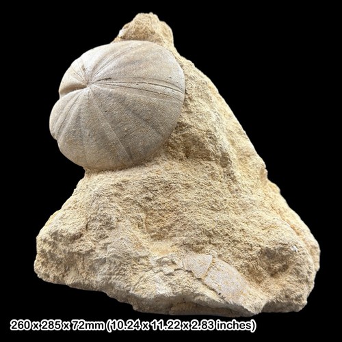 Clypeus echinoid fossil - clypeus, a