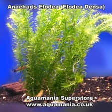 Elodea Densa Tropical Cold water Fish Tank Decorative Aquarium Live Plant fresh 