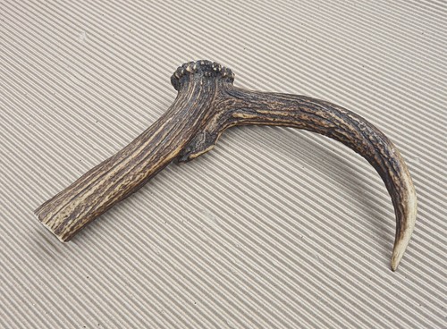 Beautiful deer antler horn - beautiful,