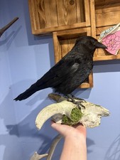 Taxidermy carrion crow - taxidermy, on