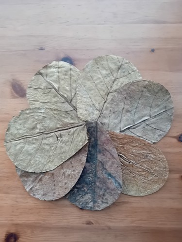 Medium indian almond - medium,