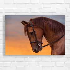 Majestic horse sunset - horse, at