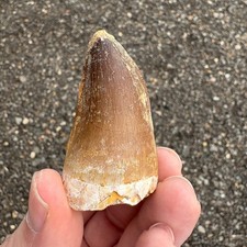 Large Mosasaur Tooth Fossil