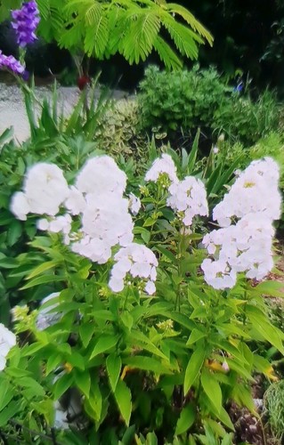 Garden phlox paniculata - garden,